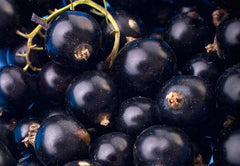 Sebastian Cellophanes 300ml